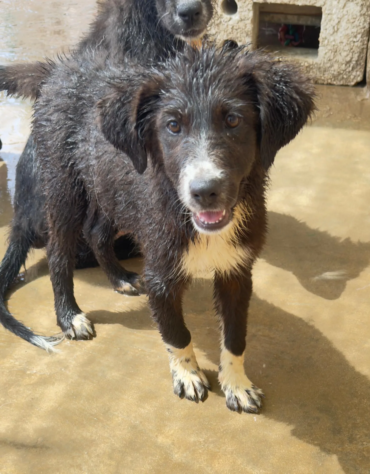 Luna, cane Meticcio in adozione a Trapani
