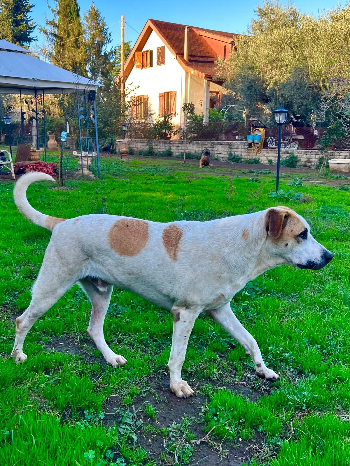 Buck, cane Meticcio in adozione a Roma - foto 4