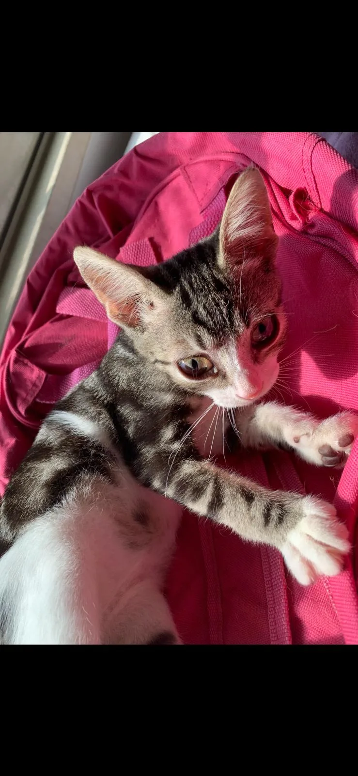 Artù, gatto Europeo adottato a Latina - foto 4