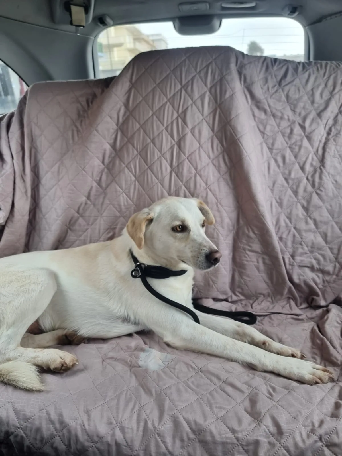 Blanco, cane in adozione a Latina - foto 5