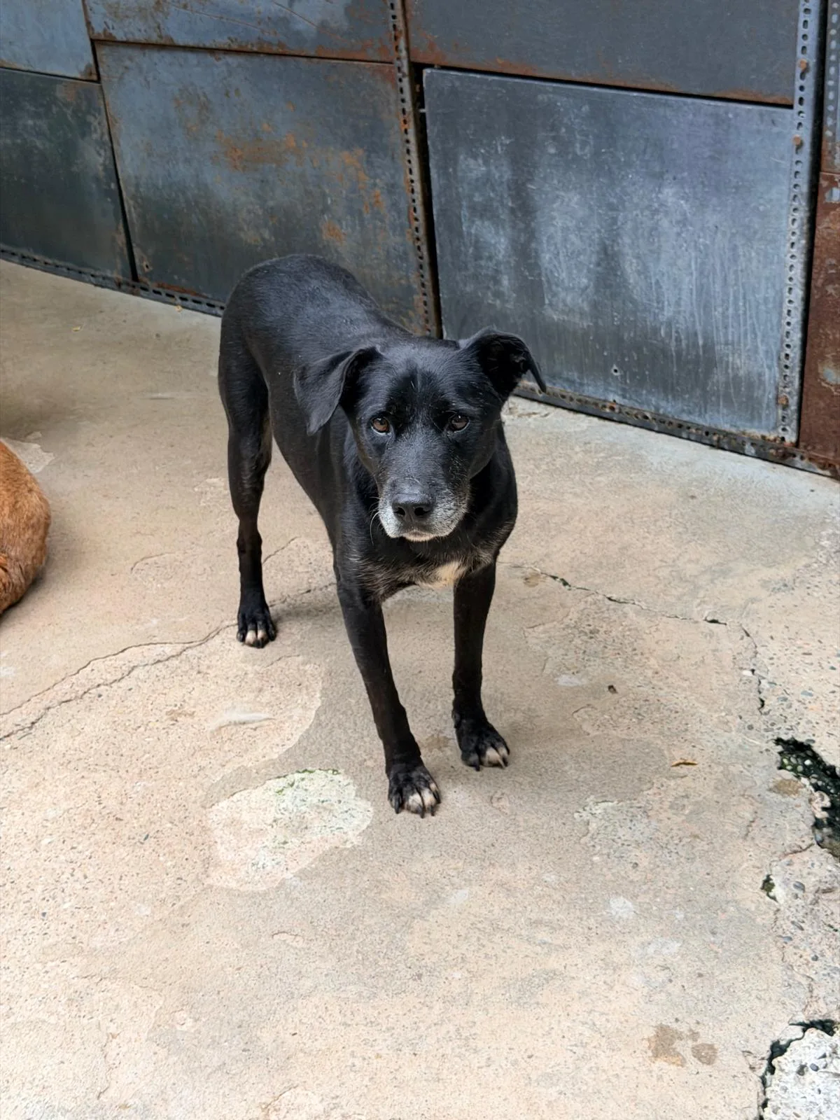 Fulmine, cane Meticcio in adozione a Pavia - foto 2