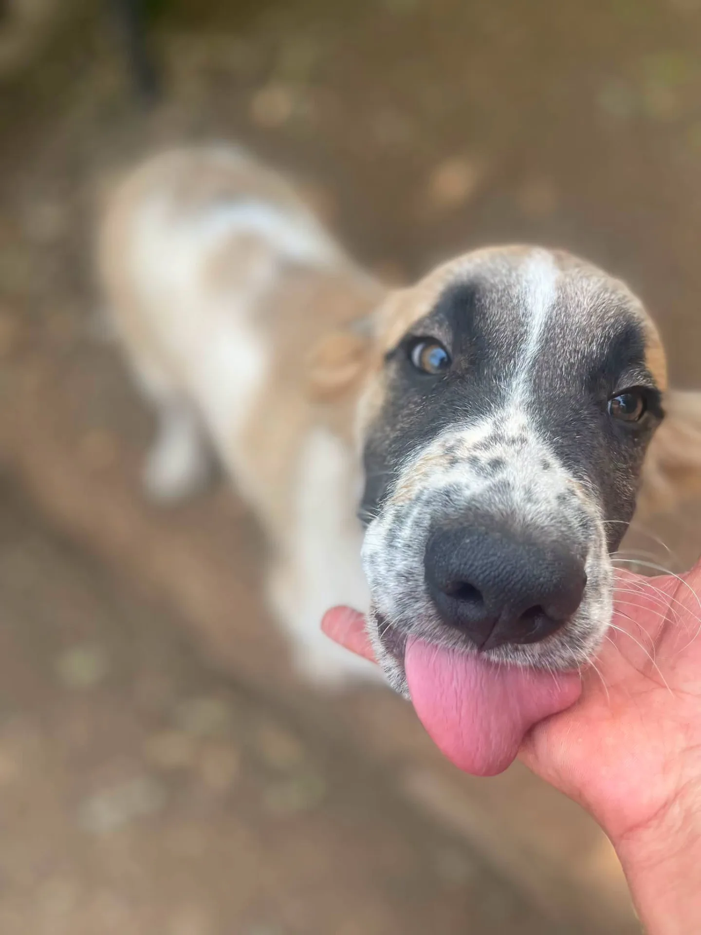 Lillino, cane meticcio in adozione a Latina - foto 1