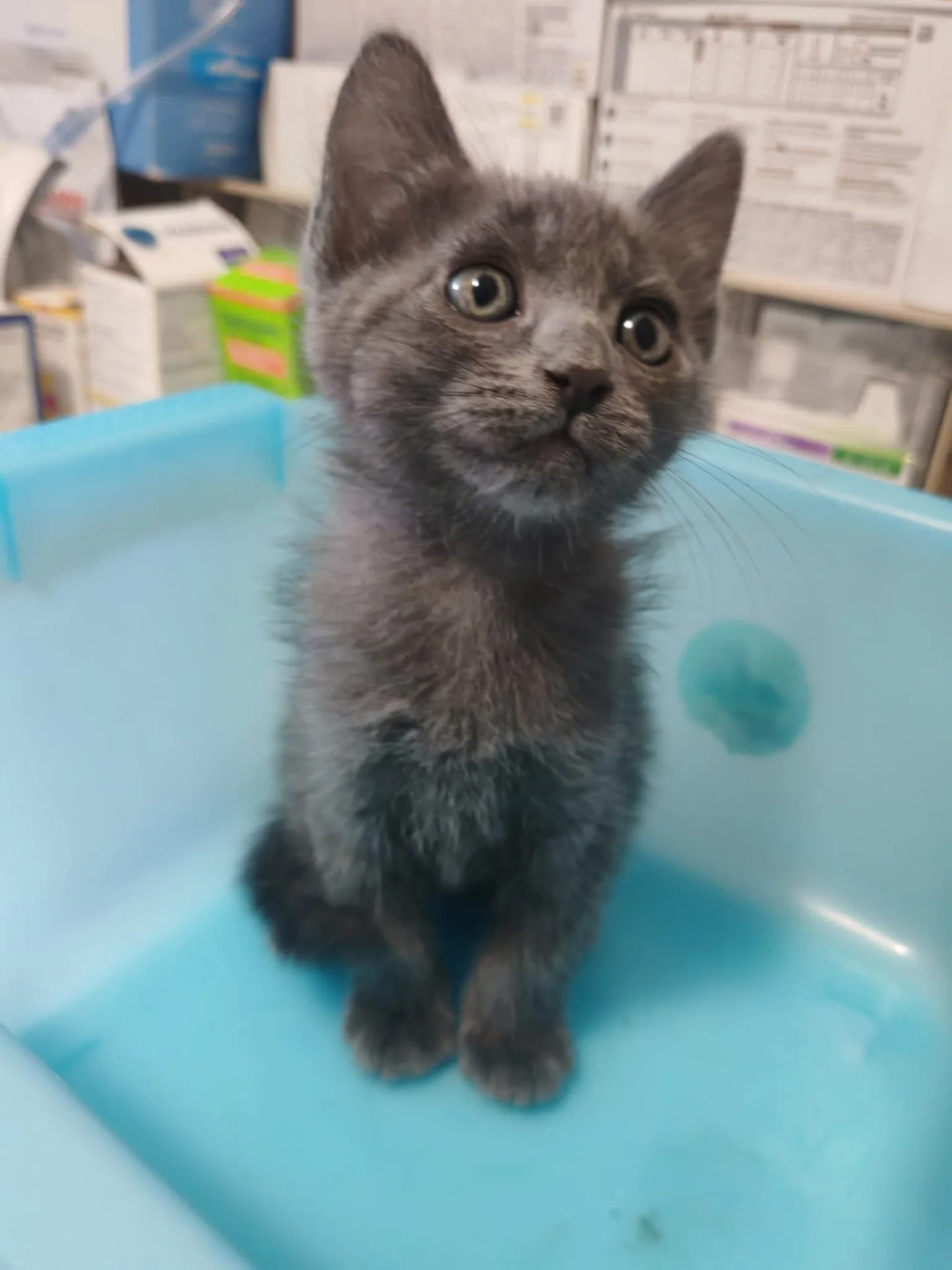 Bounty,Mars e Morosita, gatto in adozione a Milano - foto 4