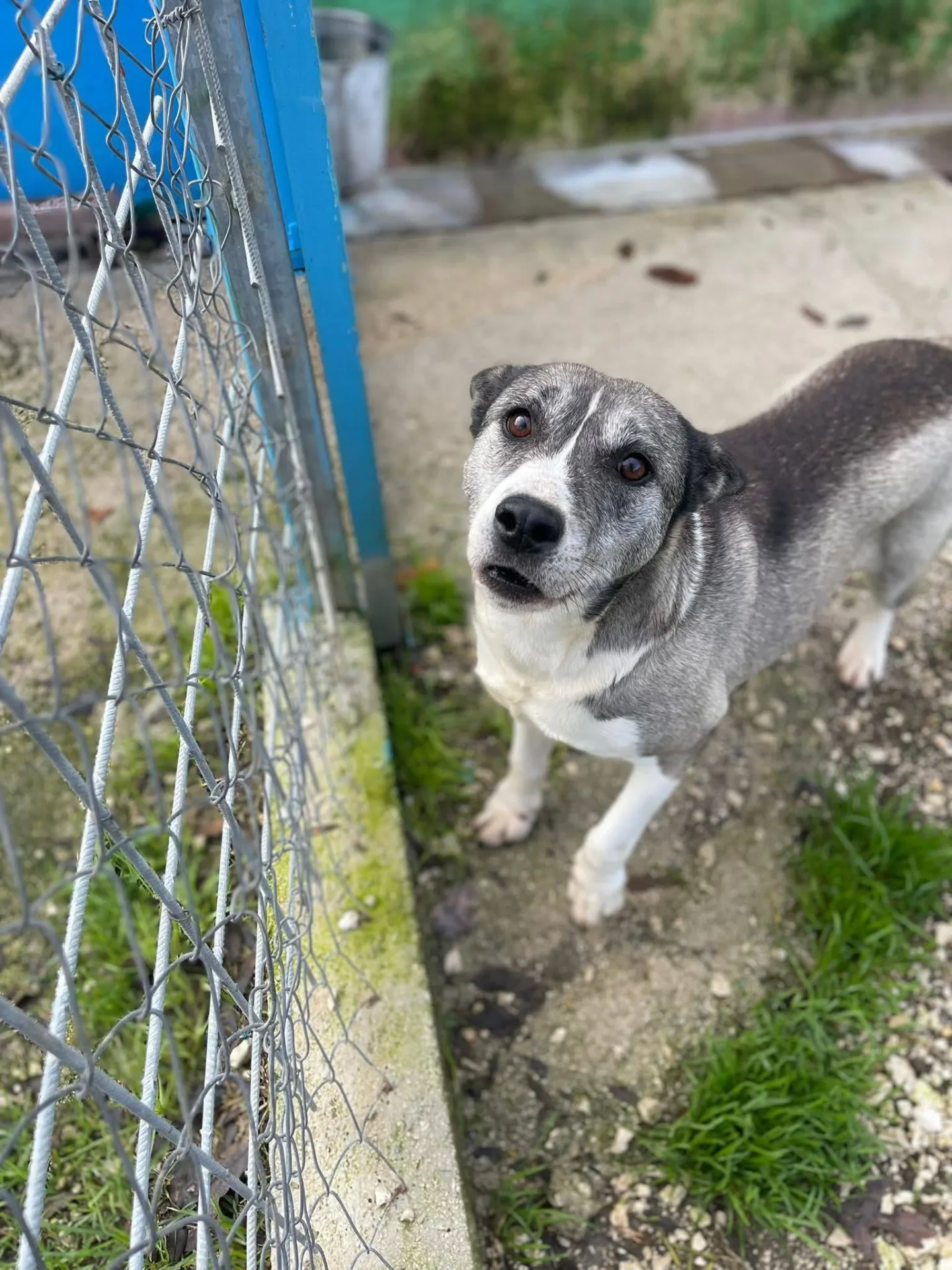Mamy, cane meticcio in adozione a Latina - foto 3