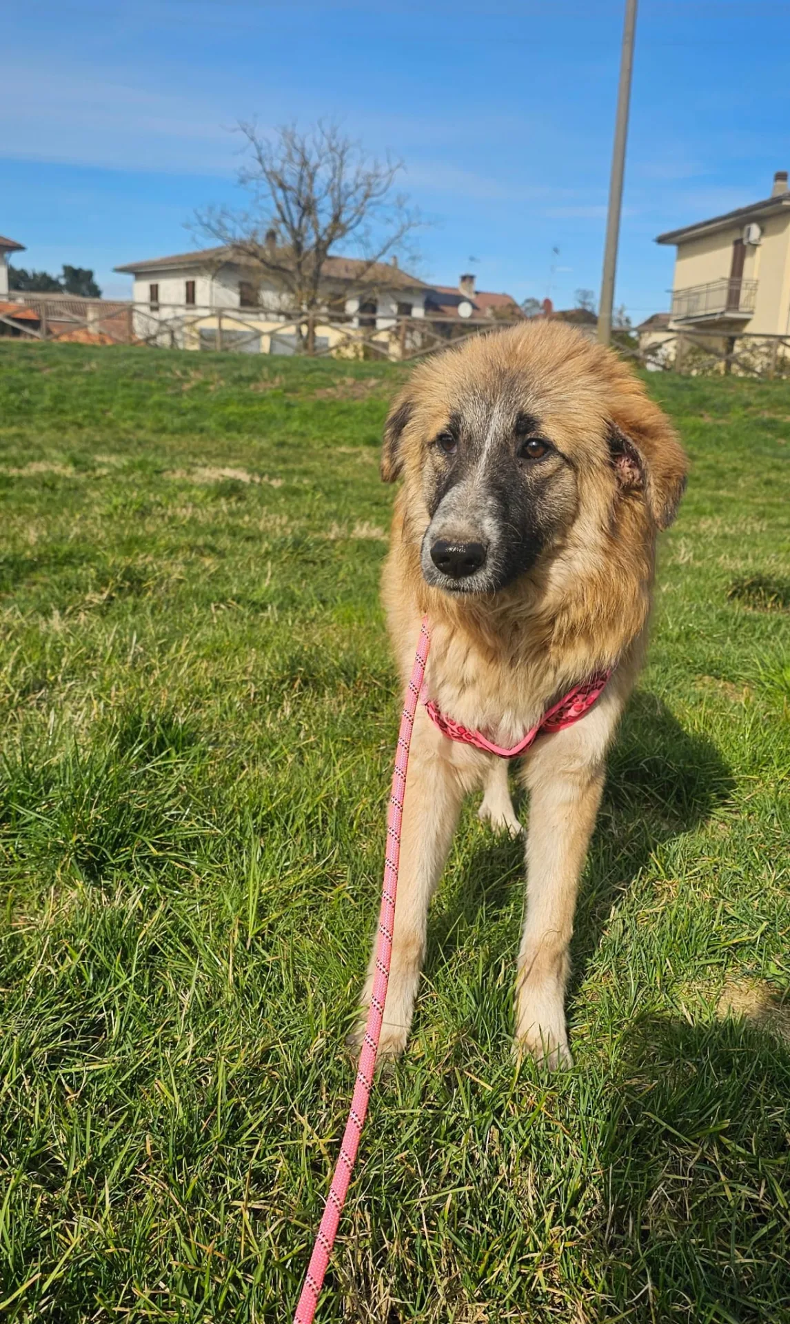 Maya, cane Meticcia in adozione a Piacenza - foto 4