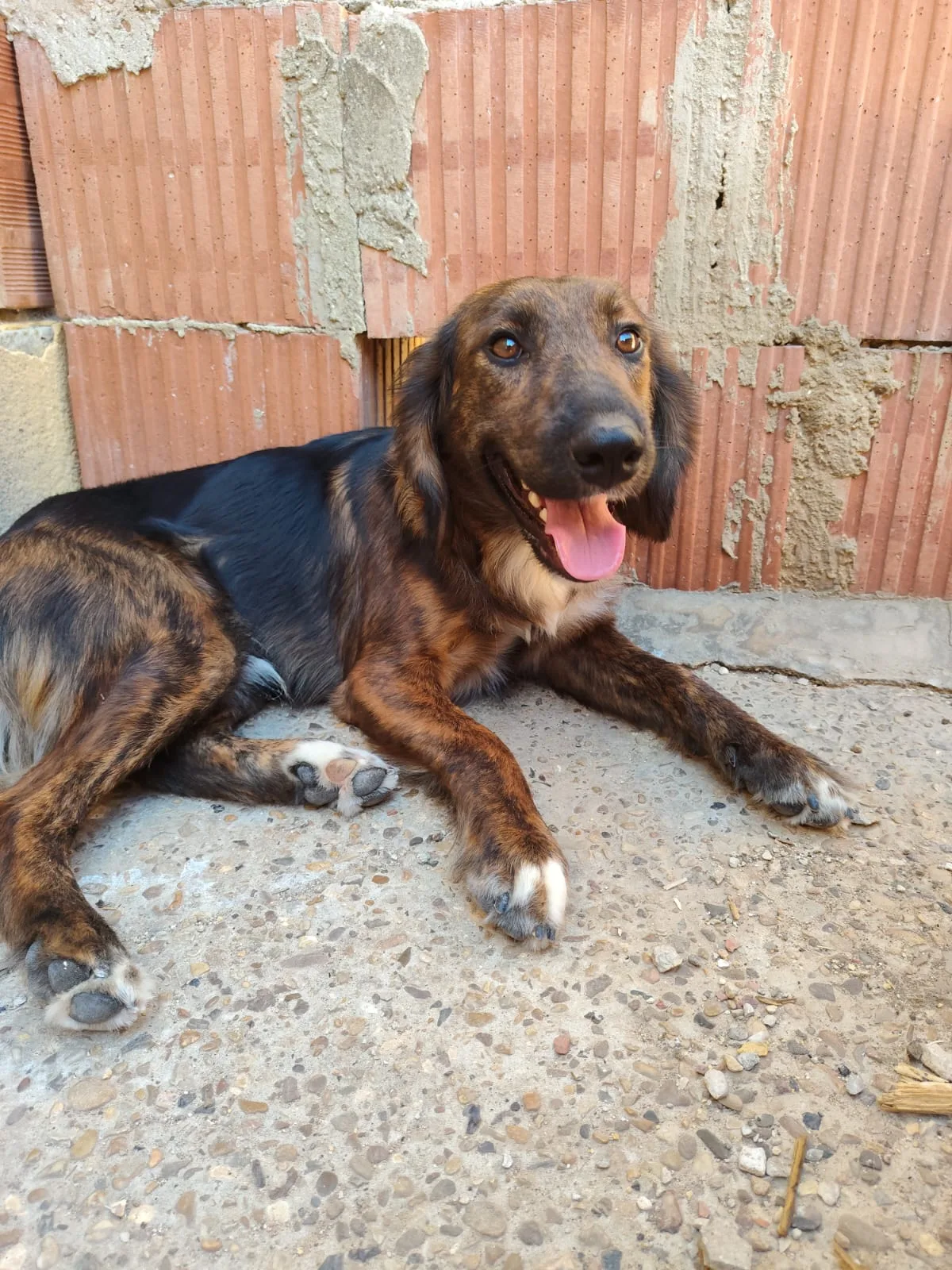 Billy, cane Meticcio in adozione a Agrigento - foto 4
