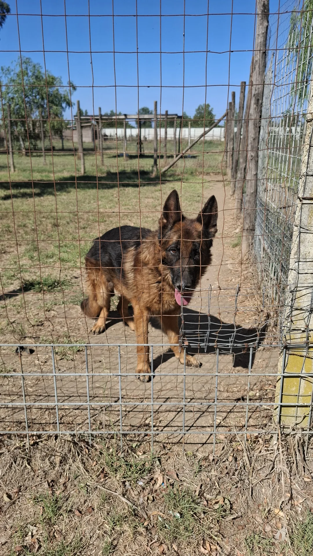 Kai, cane Pastore tedesco in adozione a Napoli - foto 5