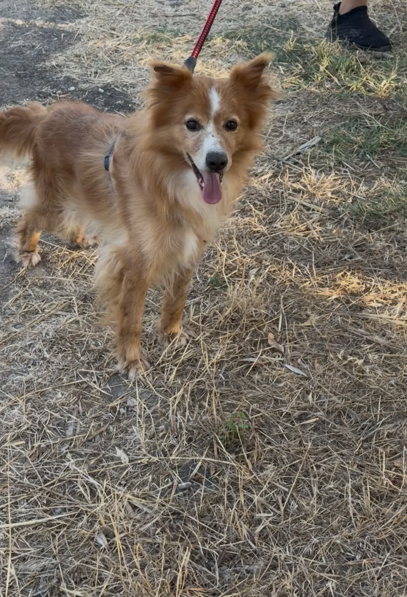 Ricky, cane Incrocio Volpino in adozione a Crotone - foto 4