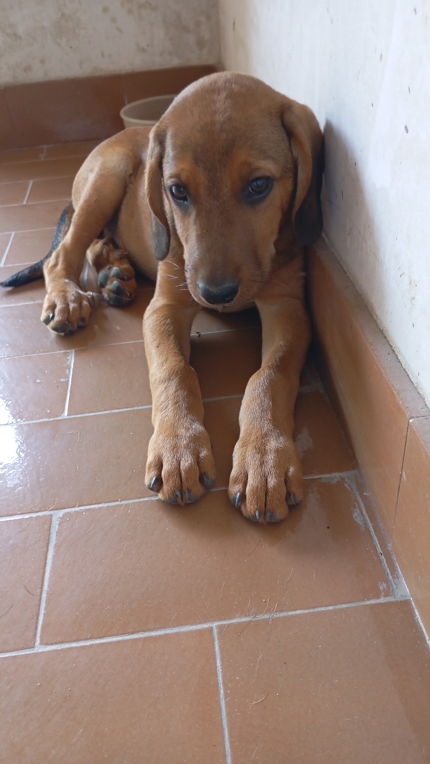 Foto 2 di Kelly, cane Segugio in adozione