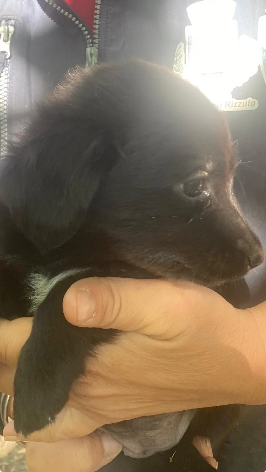 Caramella, cane Meticcio in adozione a Crotone - foto 5