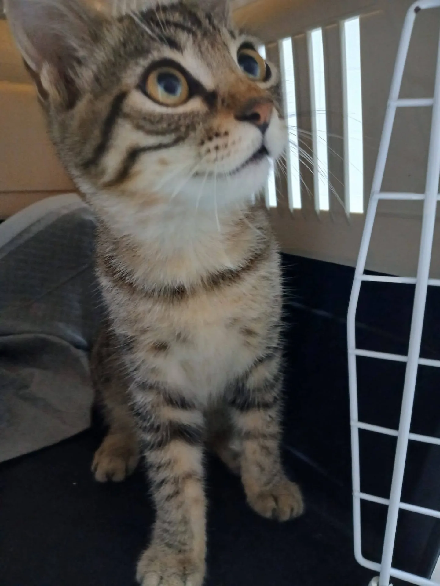 Tao, gatto in adozione a Latina - foto 2