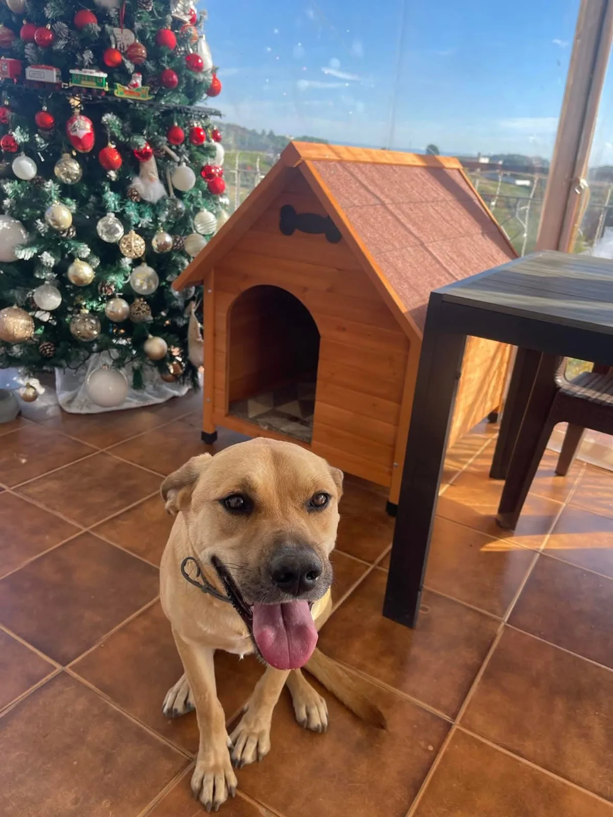Whisky, cane Meticcio in adozione a Piacenza - foto 5
