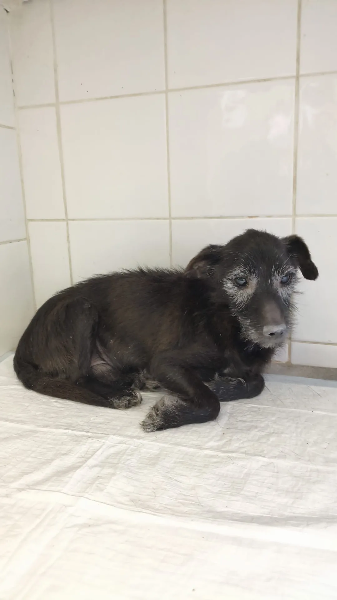 Tobia, cane Meticcio in adozione a Avellino - foto 4