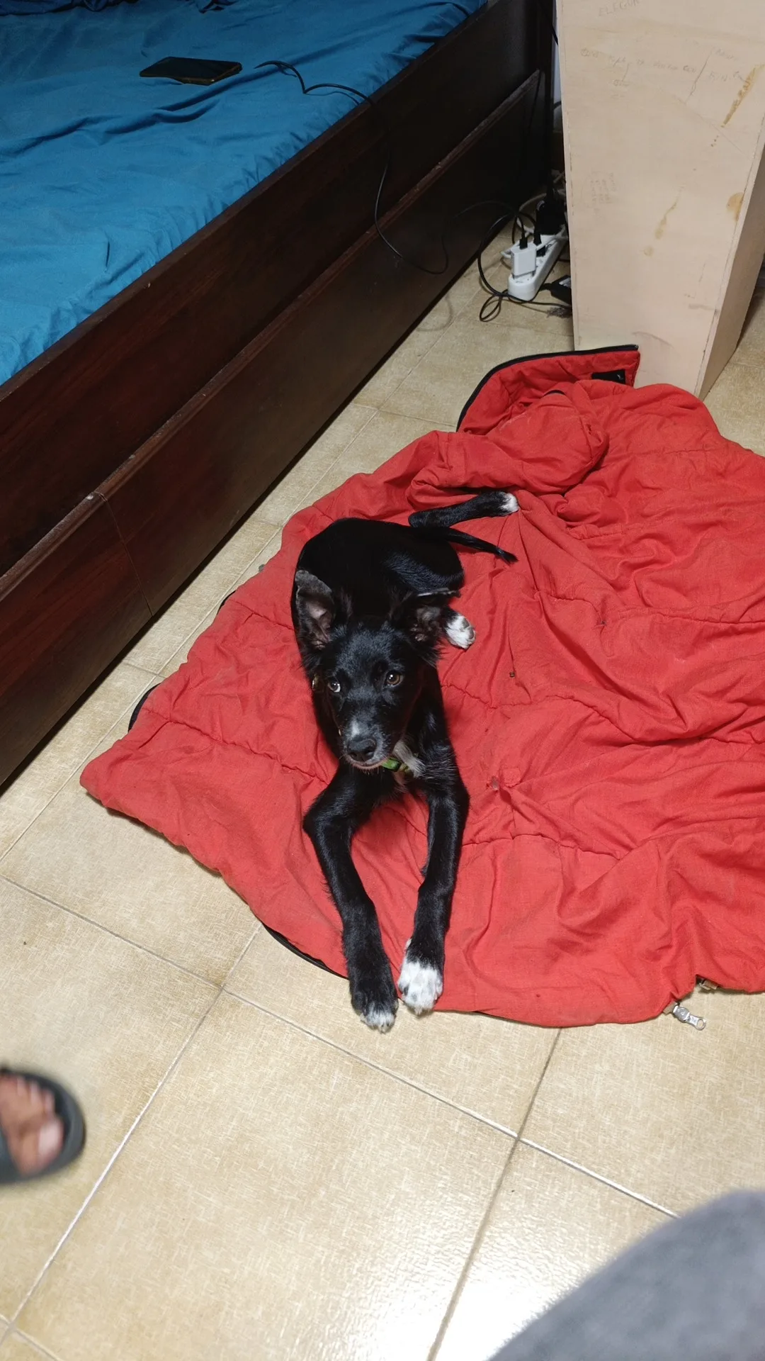 NAIMA, cane Meticcio in adozione a Bari - foto 3