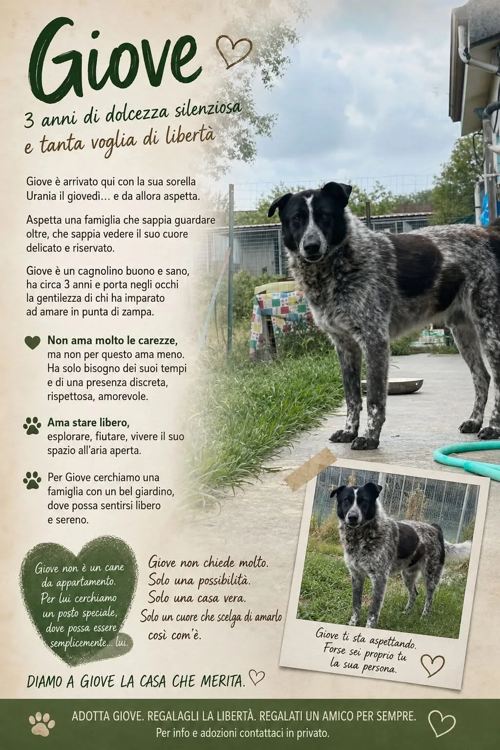 Giove, cane Meticcio in adozione a Vibo Valentia - foto 1