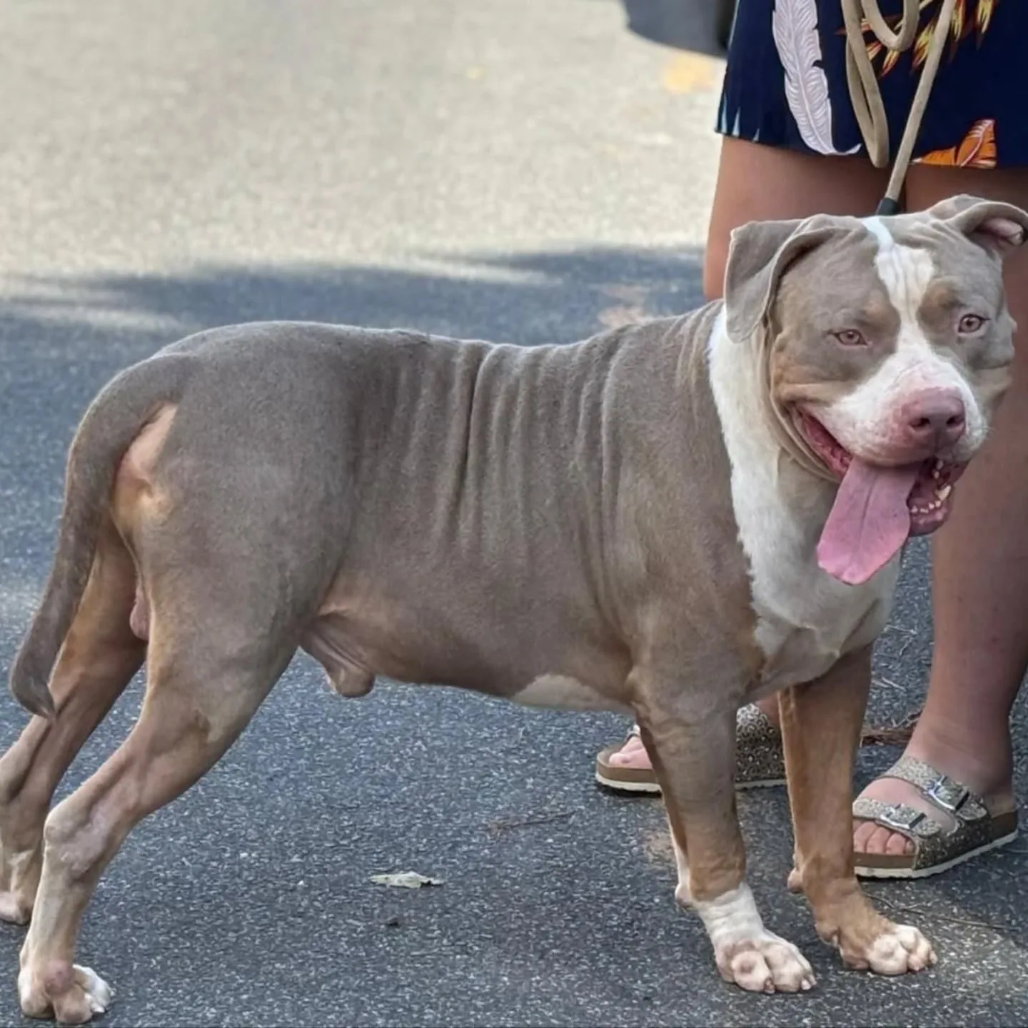 Kaos, cane American Bully XL in adozione a Latina - foto 2