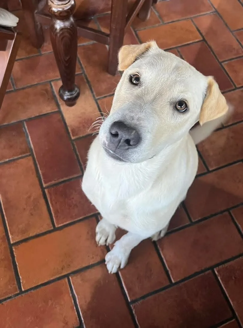 Giorgio, cane Meticcio in adozione a Siracusa - foto 1