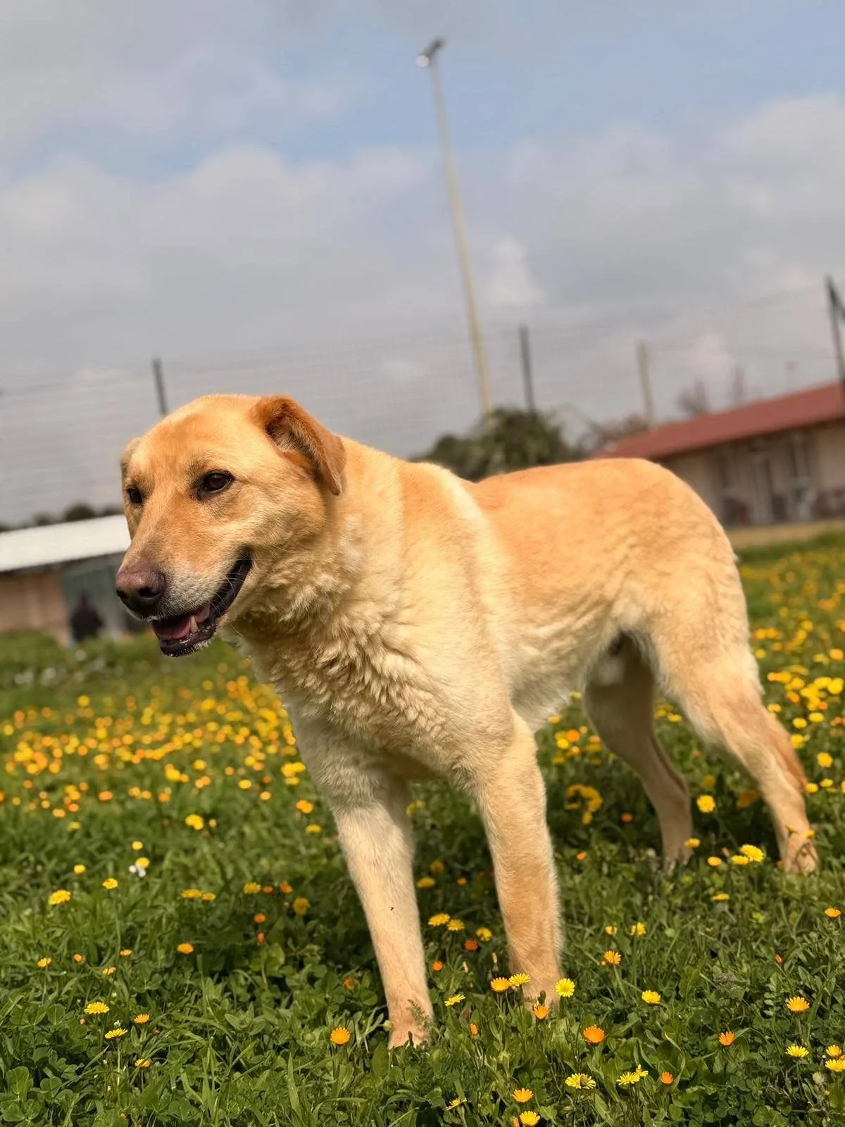 Ciabatta, cane Meticcio simil golden in adozione a Bari - foto 1