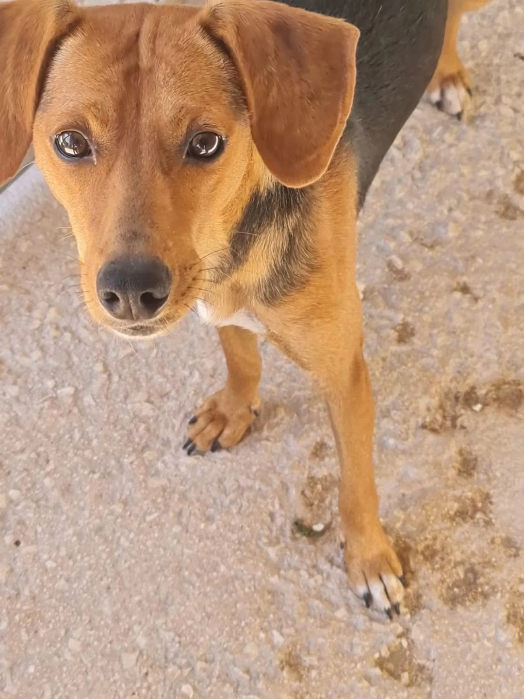 Pepo, cane in adozione a Trapani - foto 2