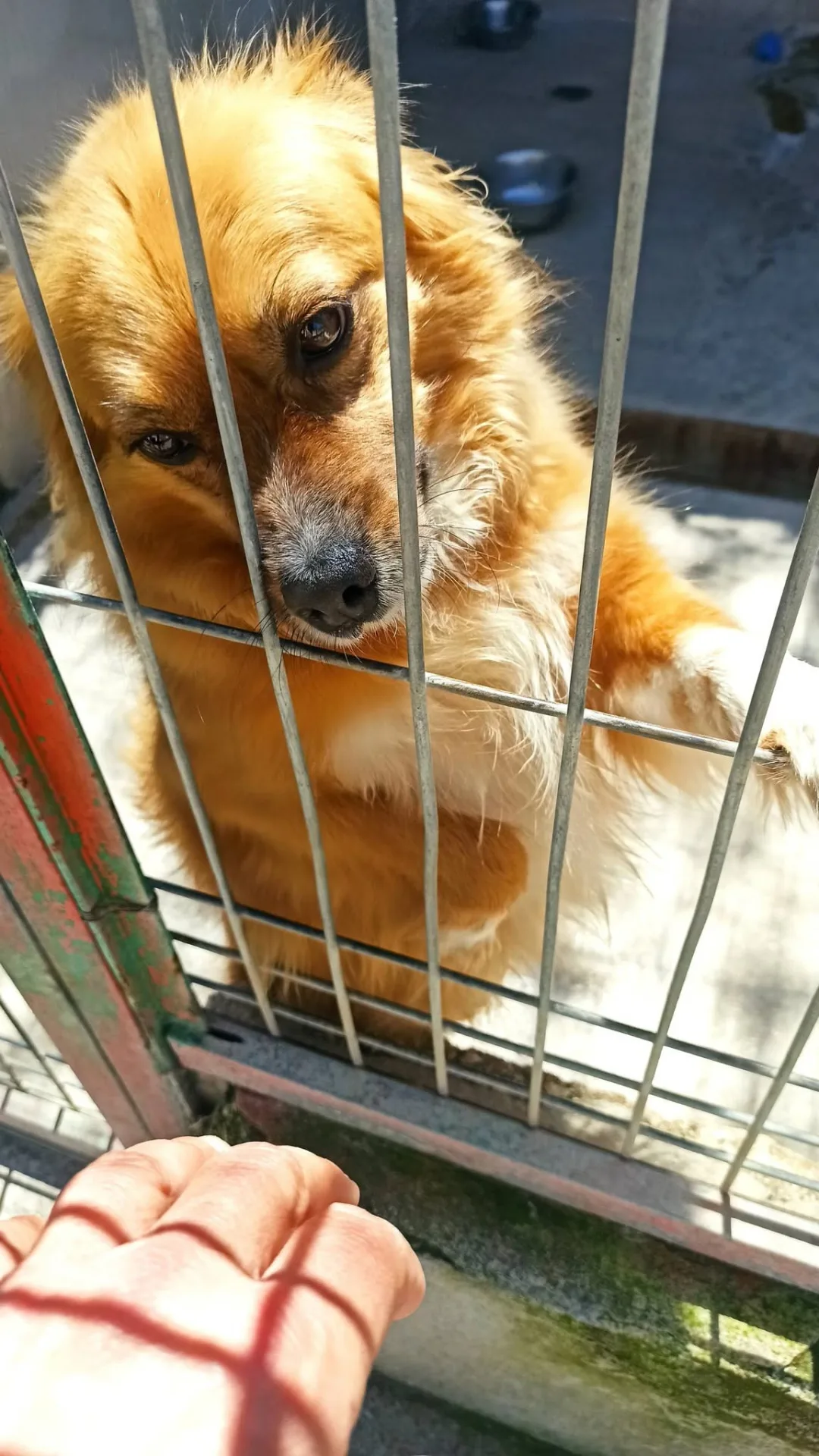 Thor, cane Volpino in adozione a Bari - foto 5