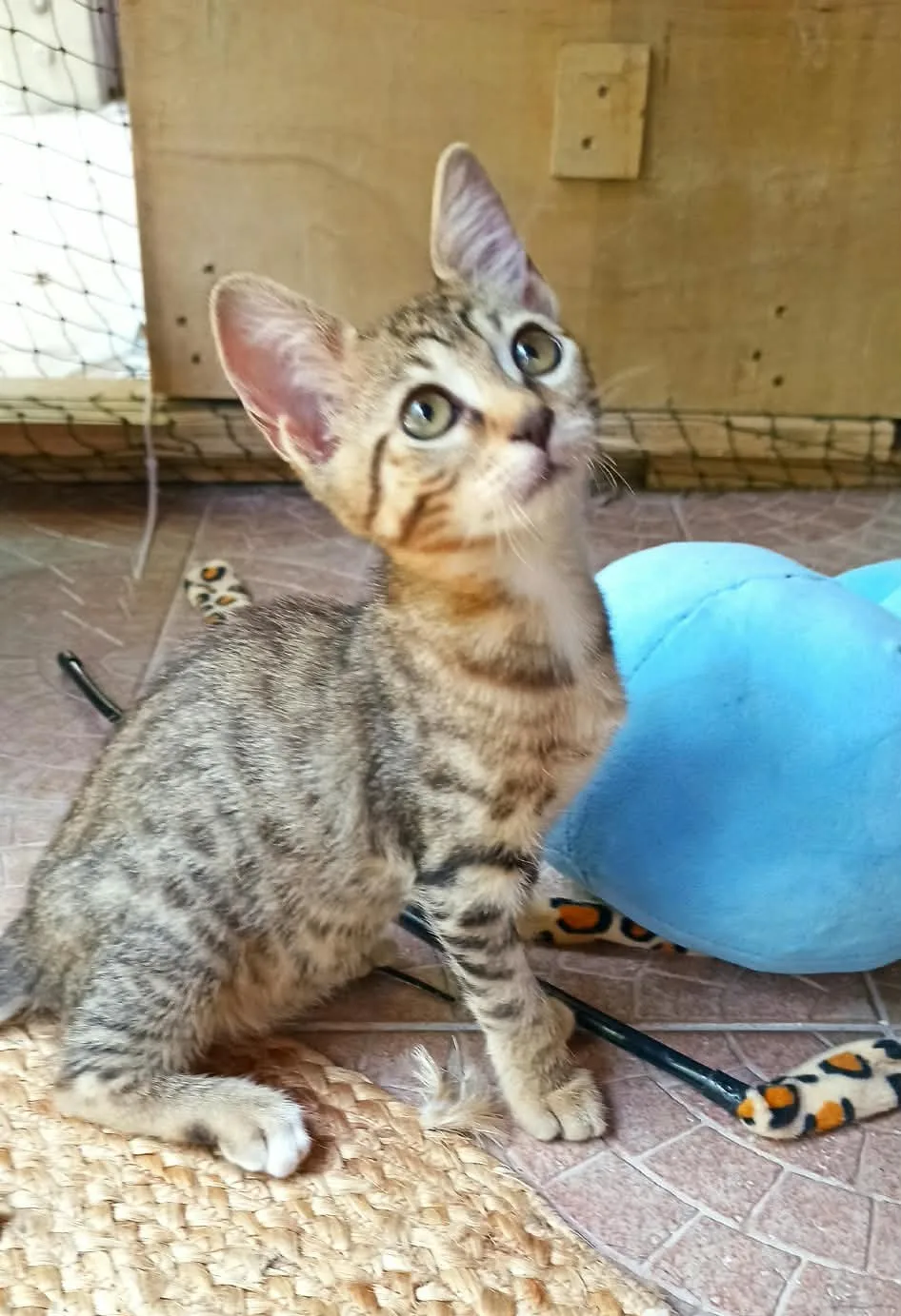 Melys, gatto Europeo in adozione a Crotone - foto 3