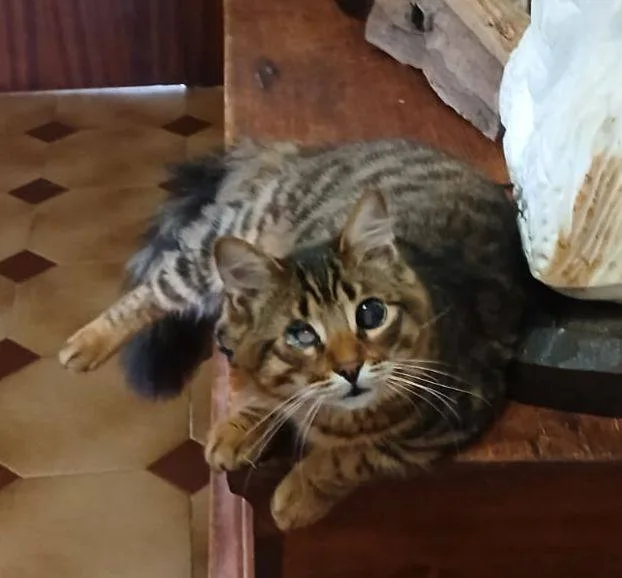 Tananai, gatto in adozione a Latina - foto 1