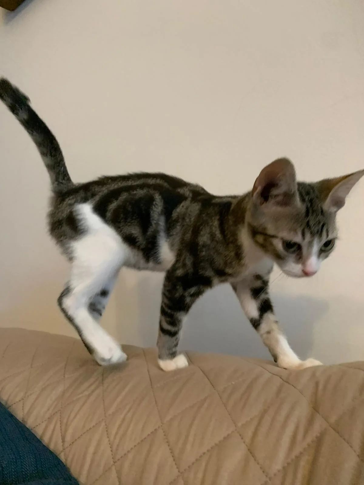 Artù, gatto Europeo adottato a Latina - foto 3