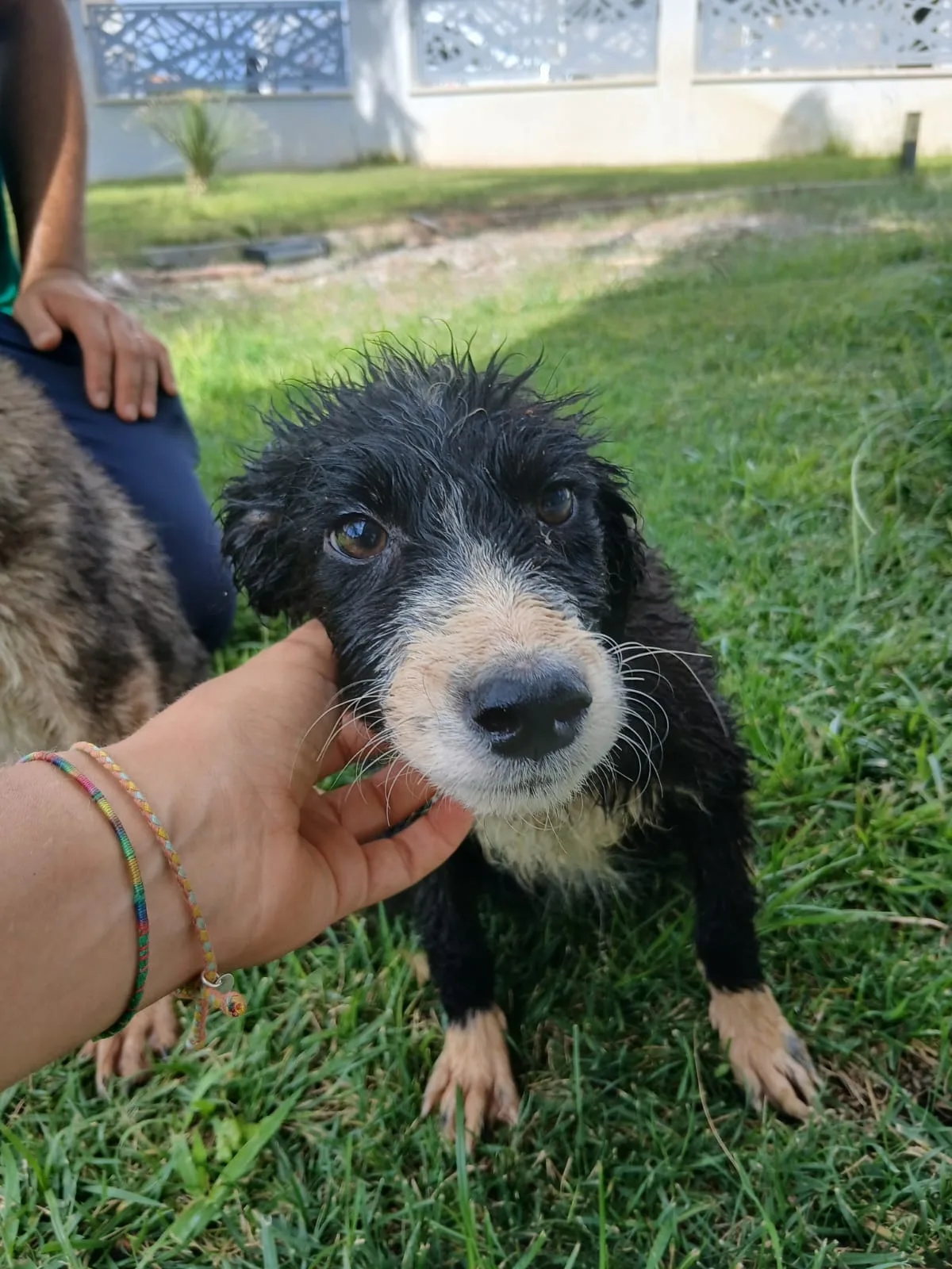 Drusilla, cane Meticcio in adozione a Crotone - foto 2
