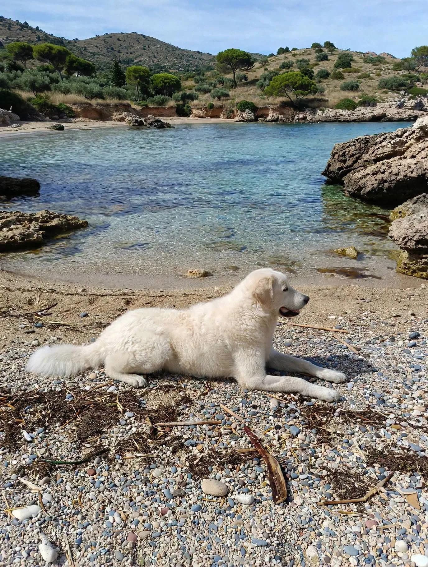 Giulio, cane in adozione a Siracusa - foto 4