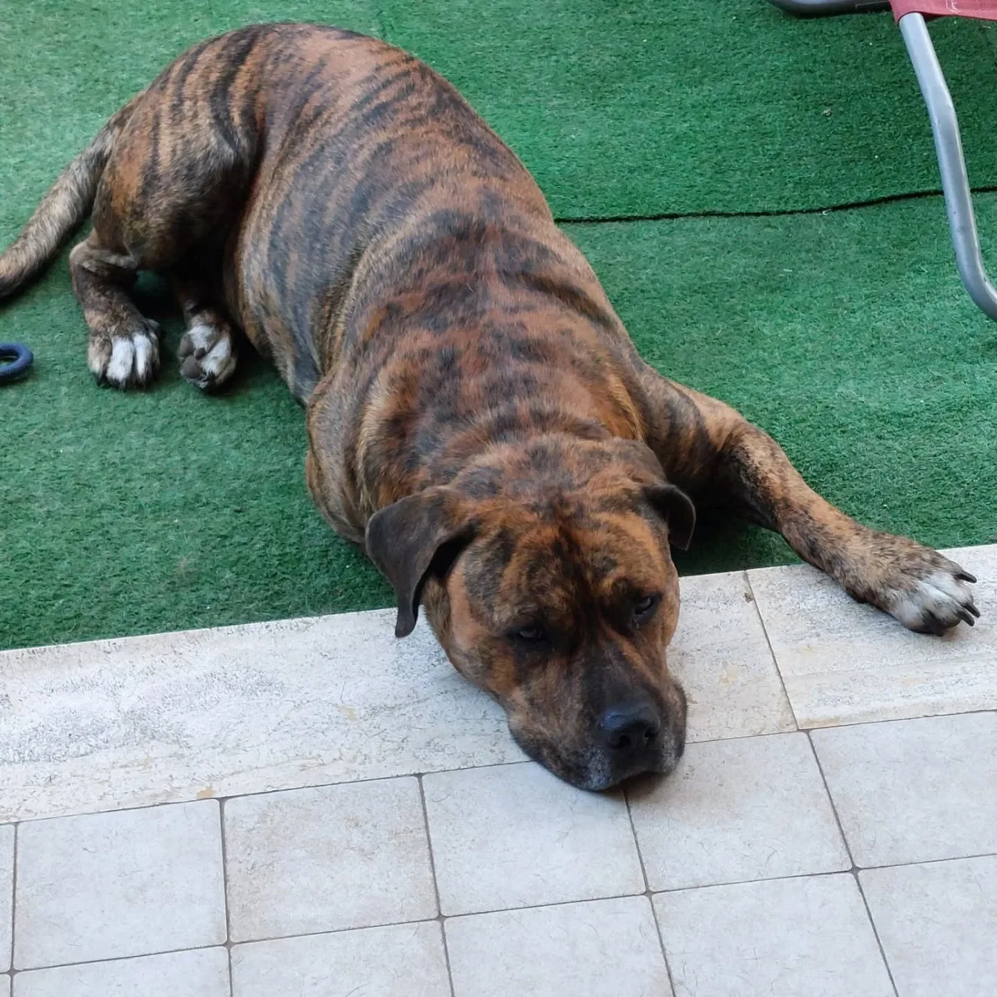 Azlan, cane mix cane corso in adozione a Latina - foto 3