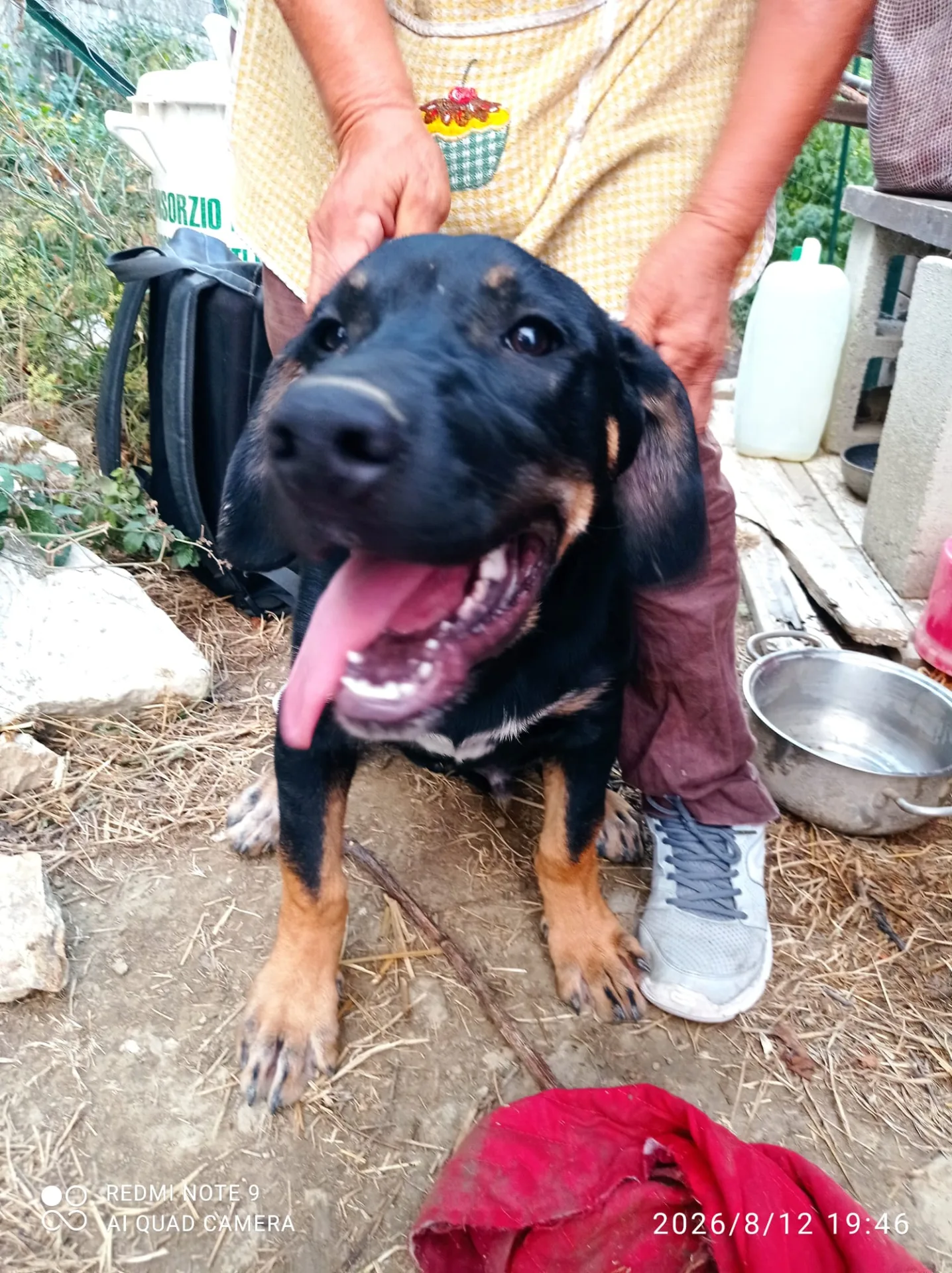 Foto 3 di Alvin, cane Meticcio in adozione