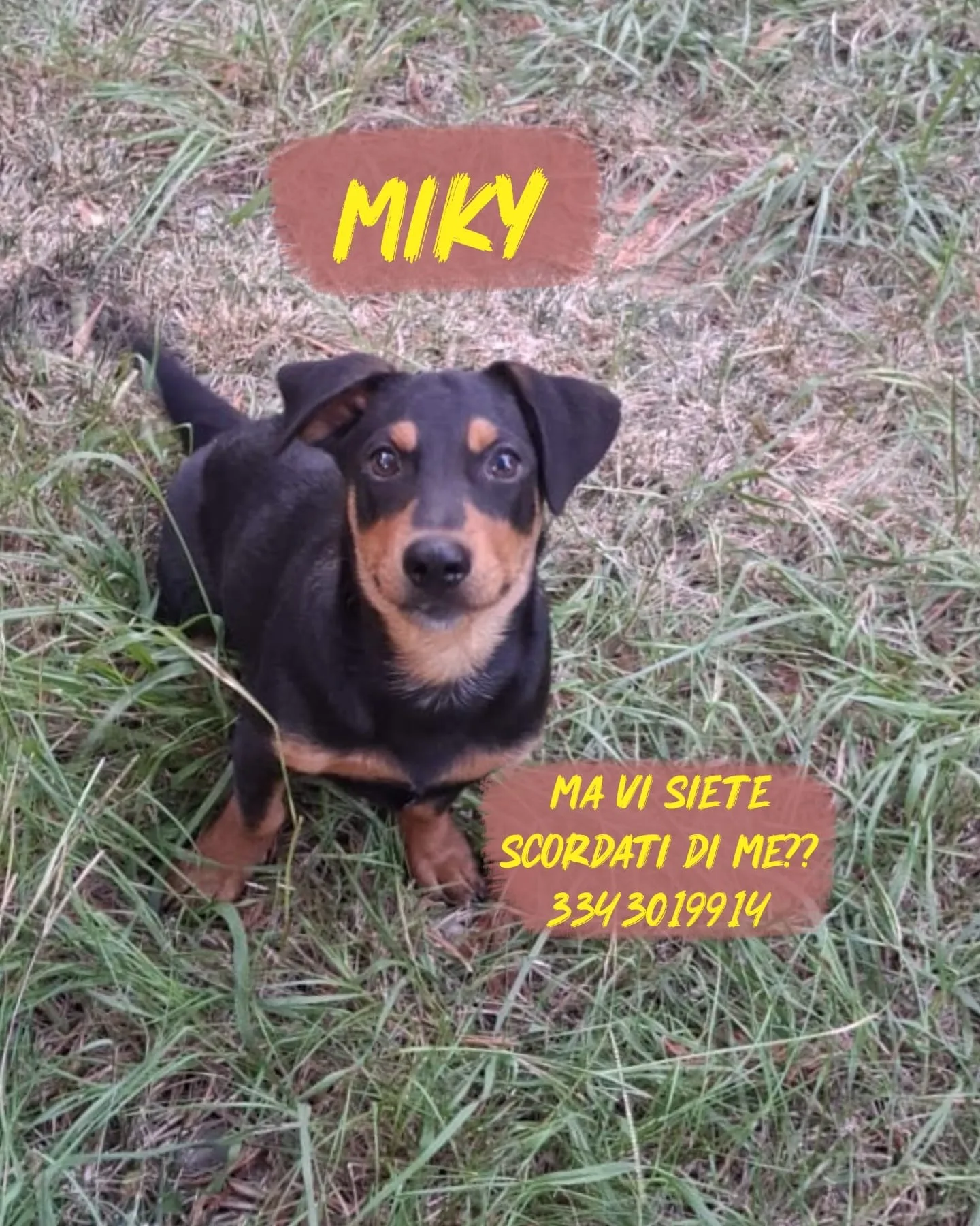 Miky, cane Meticcio in adozione a Crotone - foto 2