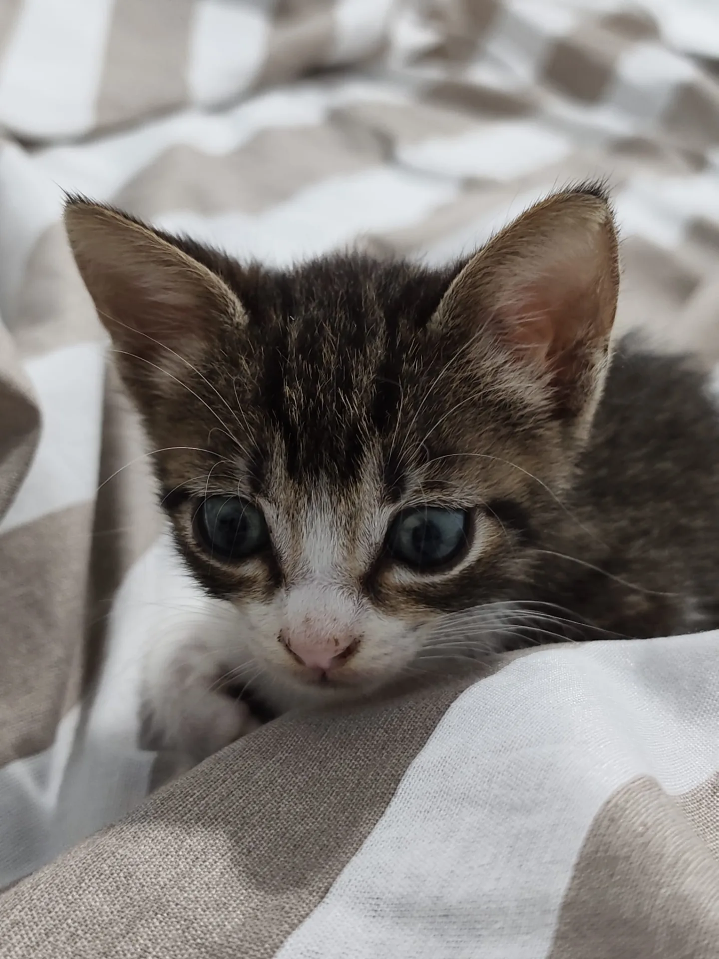 Monty, gatto Europea in adozione a Vibo Valentia - foto 3