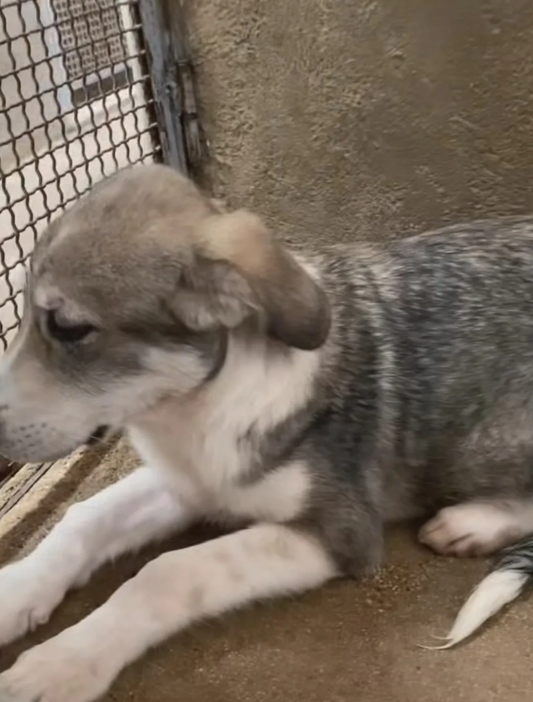 Giuggiola, cane Meticcia in adozione a Cosenza - foto 4