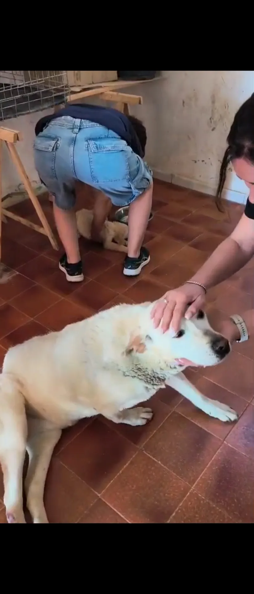 Ninì, cane LABRADOR in adozione a Milano - foto 2