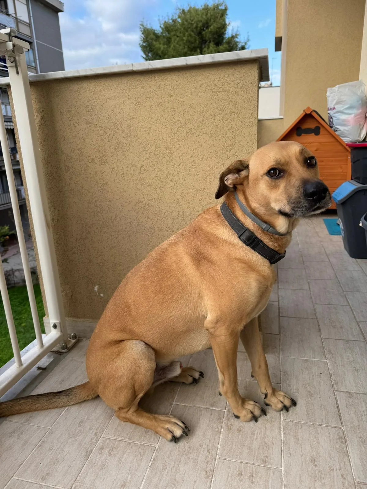 Whisky, cane Meticcio in adozione a Piacenza