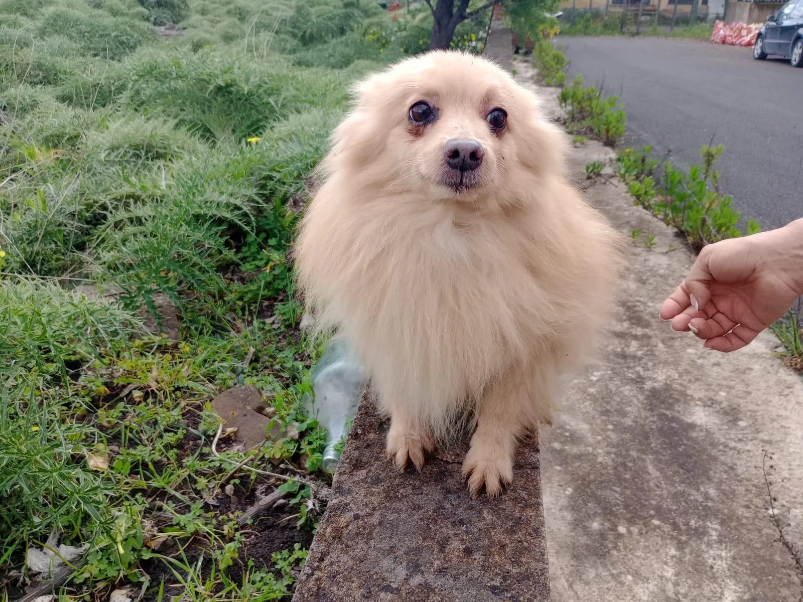 Spillo, cane Spitz tedesco nano in adozione a Siracusa - foto 3