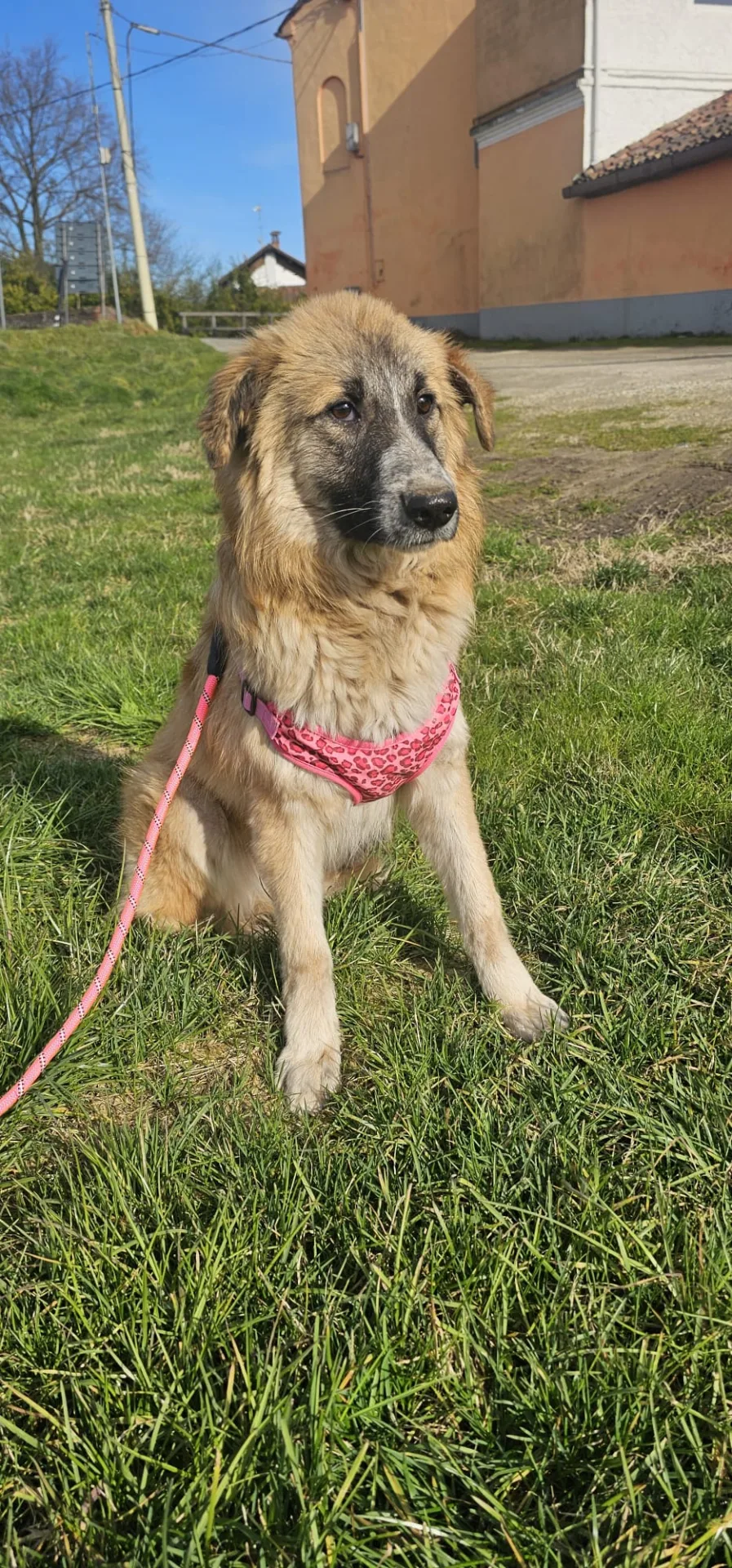 Maya, cane Meticcia in adozione a Piacenza - foto 1