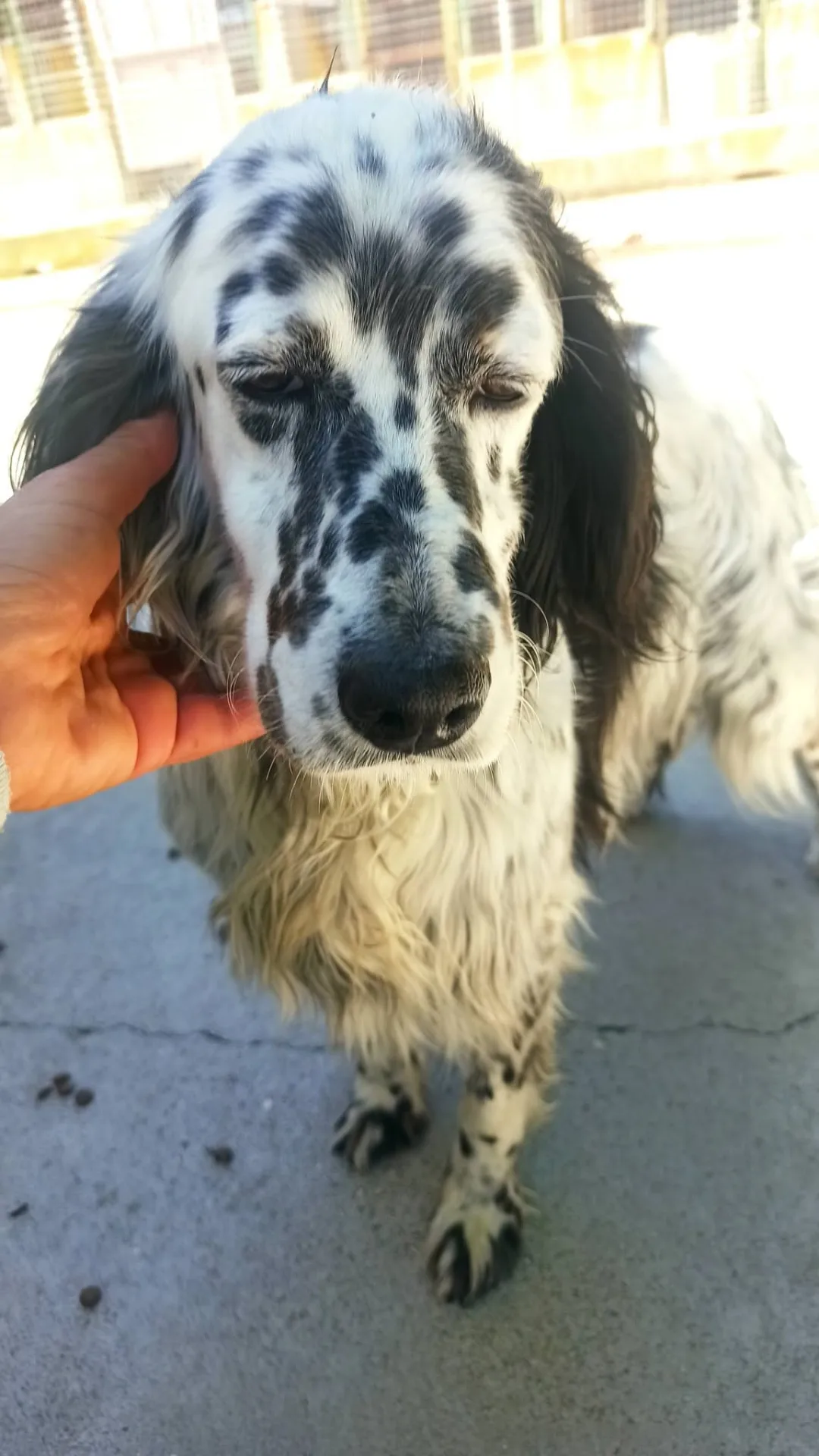 Bahia, cane setter inglese in adozione a Bari - foto 4