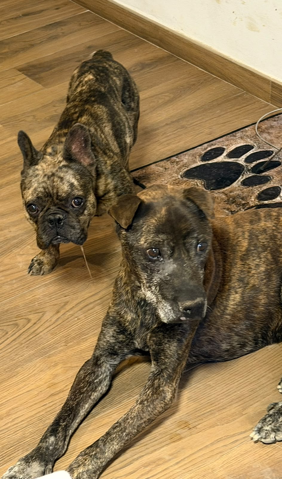 Foto 4 di Nerone, cane Pit Bull in adozione
