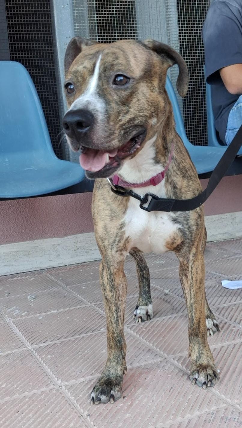 Foto 2 di Athena, cane Pitbull in adozione