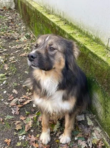 Hope, cane in adozione a Frosinone - foto 2