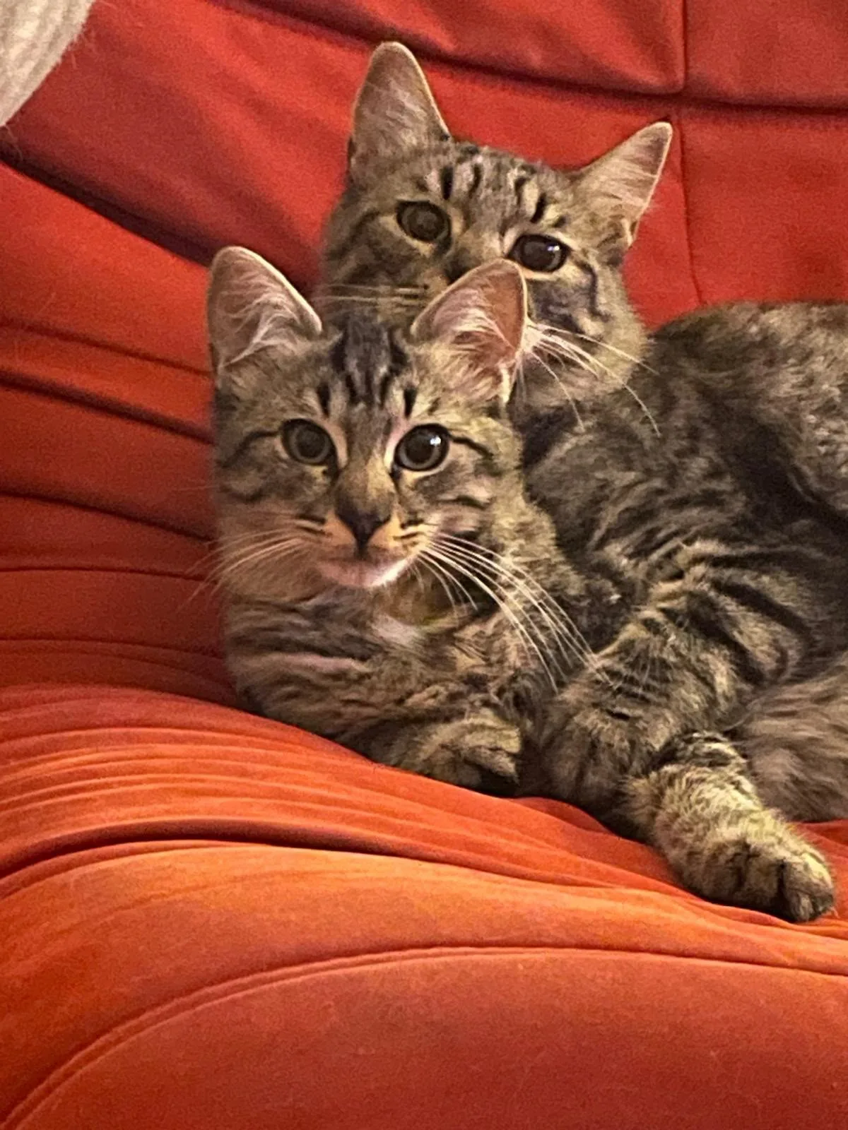 MINNIE E PENELOPE, gatto in adozione a Salerno - foto 1