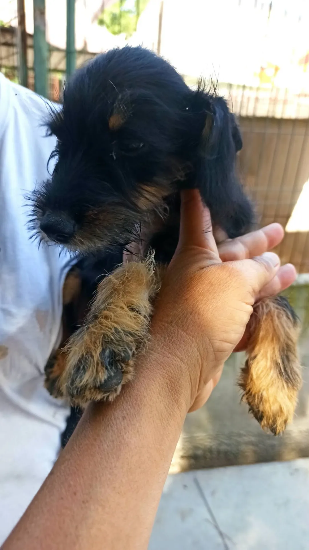 Portos, cane meticcio pincher - yorkshire in adozione a Bari - foto 2