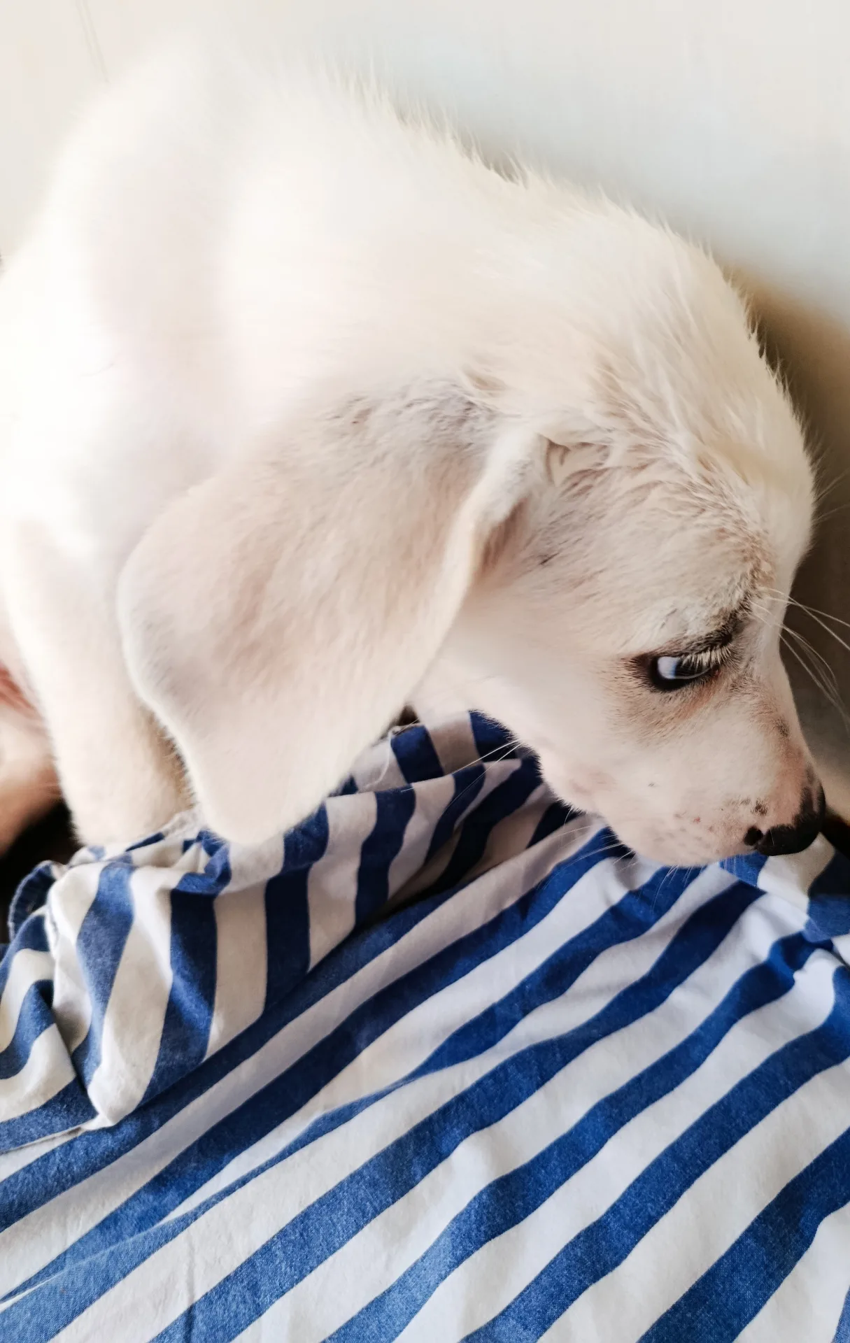 Nuvola, cane in adozione a Trapani - foto 2