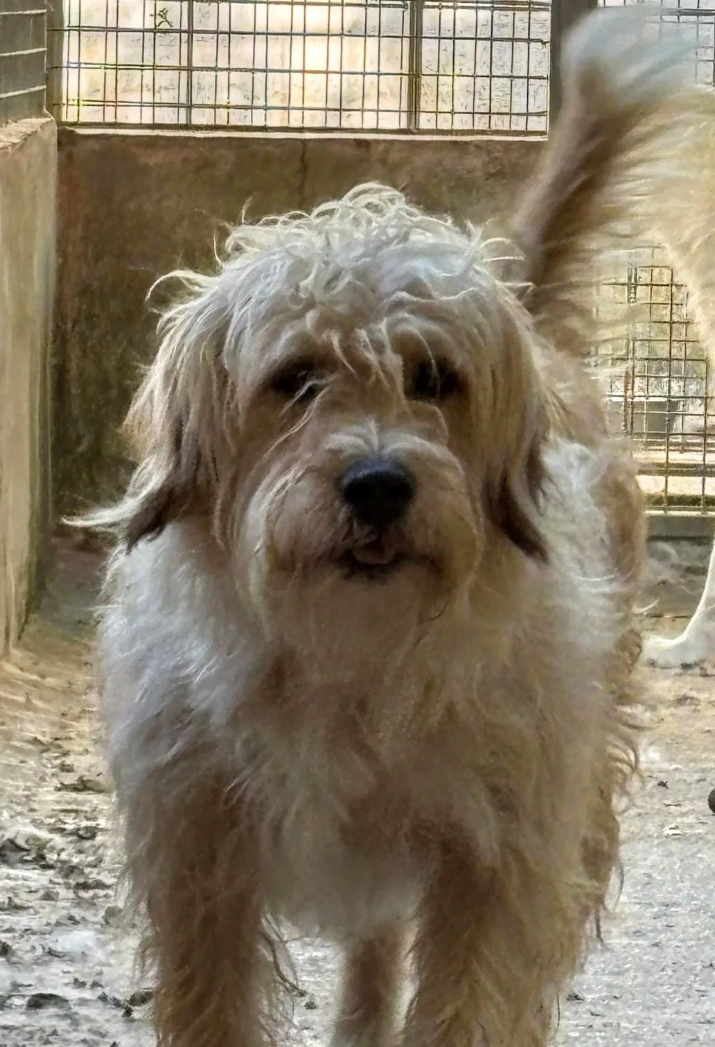 Balto e Artù, cane Mix spinone e mix Breton in adozione a Treviso - foto 2