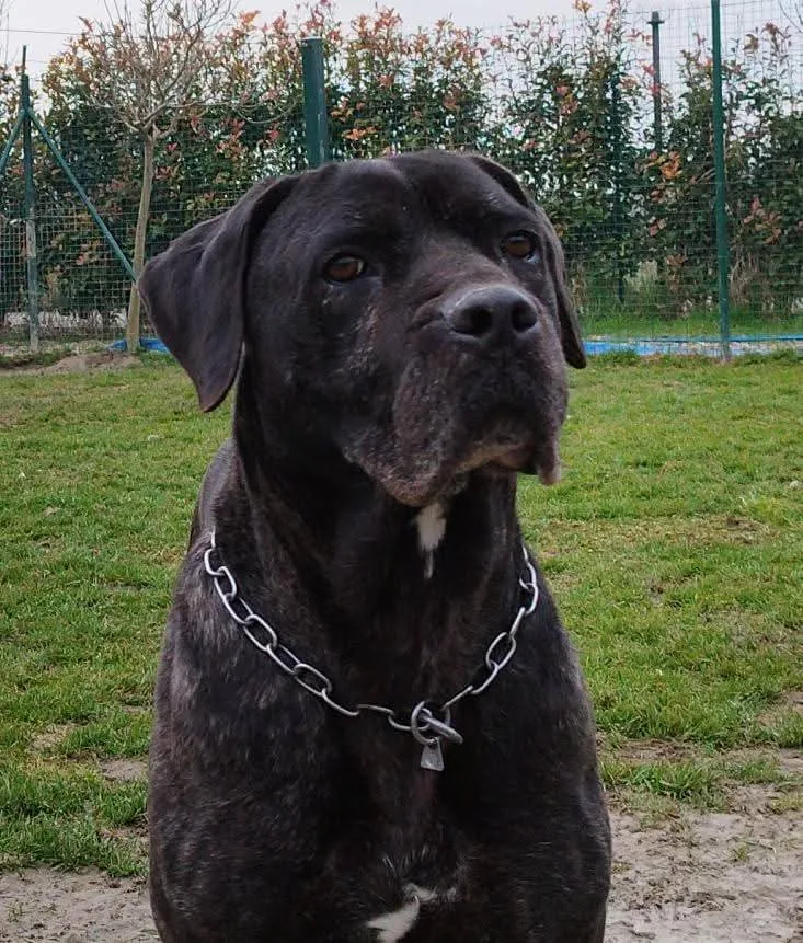 Argo, cane Corso in adozione a Pavia - foto 1