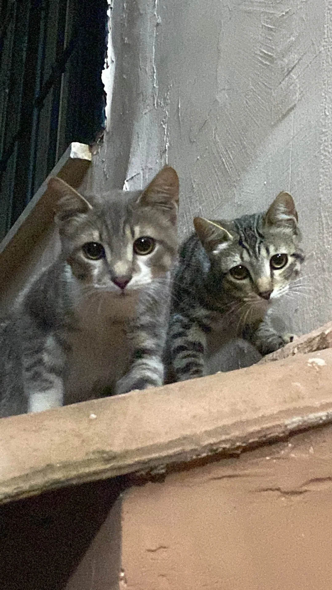 Romeo e rudy, gatto in adozione a Napoli - foto 1