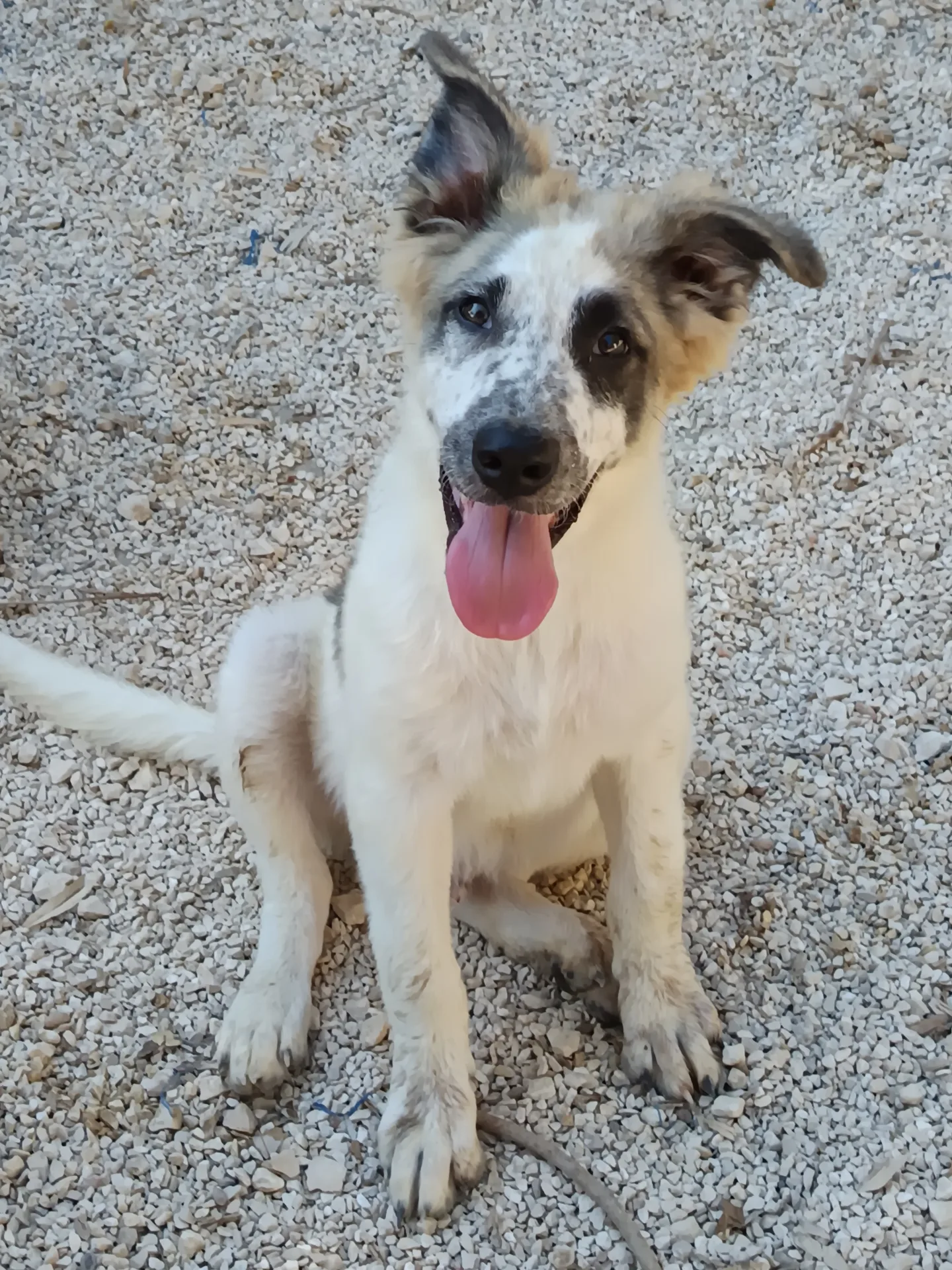 Lillo, cane Meticcio in adozione a Bari - foto 2