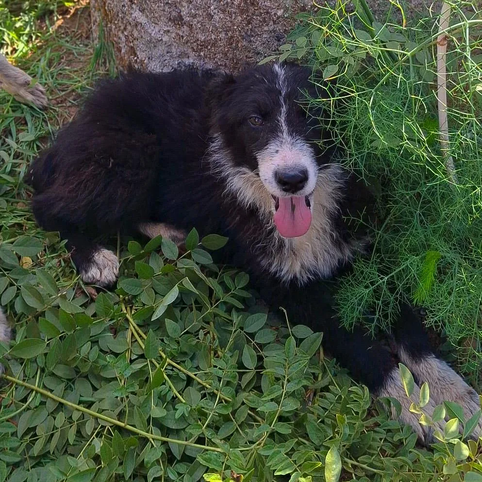 Drusilla, cane Meticcio in adozione a Crotone